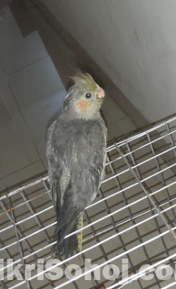 Tame cokatail baby